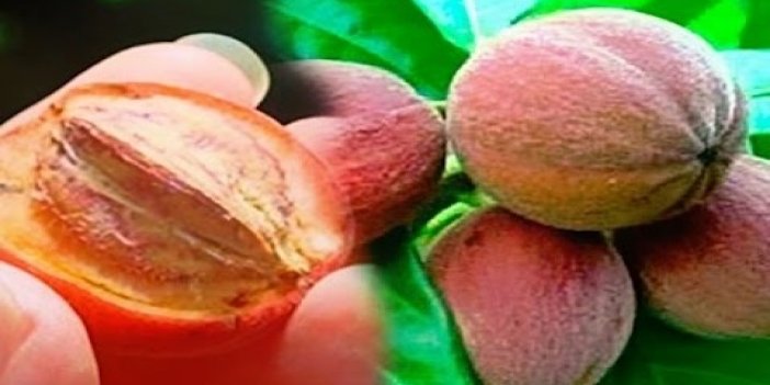 Kanser Hücrelerini 24 saat içinde etkisiz hale getirmeyi başardı!
