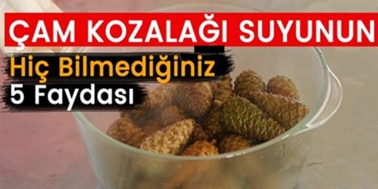 Çam Kozalaklarını Toplayın Kaynatıp İçerseniz Bakın Ne işe yarıyor!..
