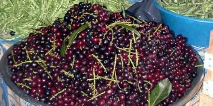 Karadenizde yetişen bu yemişin yaprakları bile altın değerinde