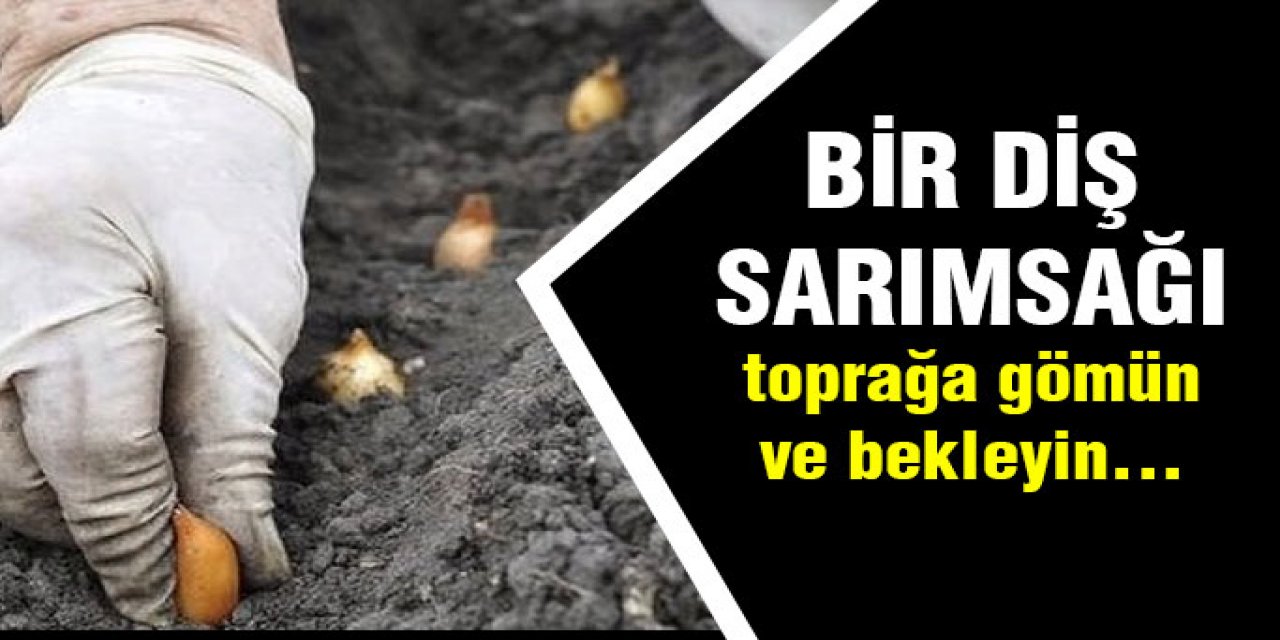 Bir Diş Sarımsağı toprağa gömdü sonrasında ise..