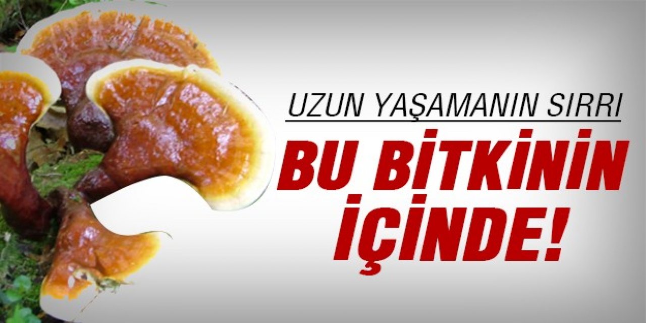 Uzun yaşamanın Sırrı bu bitkide gizli üstelik etten bile daha lezzetlİ