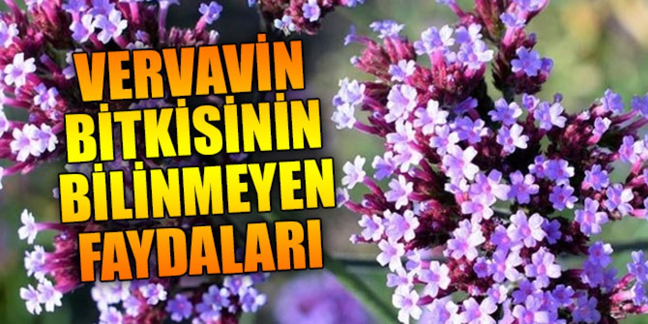 Vervavin bitkisiyle tanışın bir tutamı bile o sorunu şıp diye geçirebilir