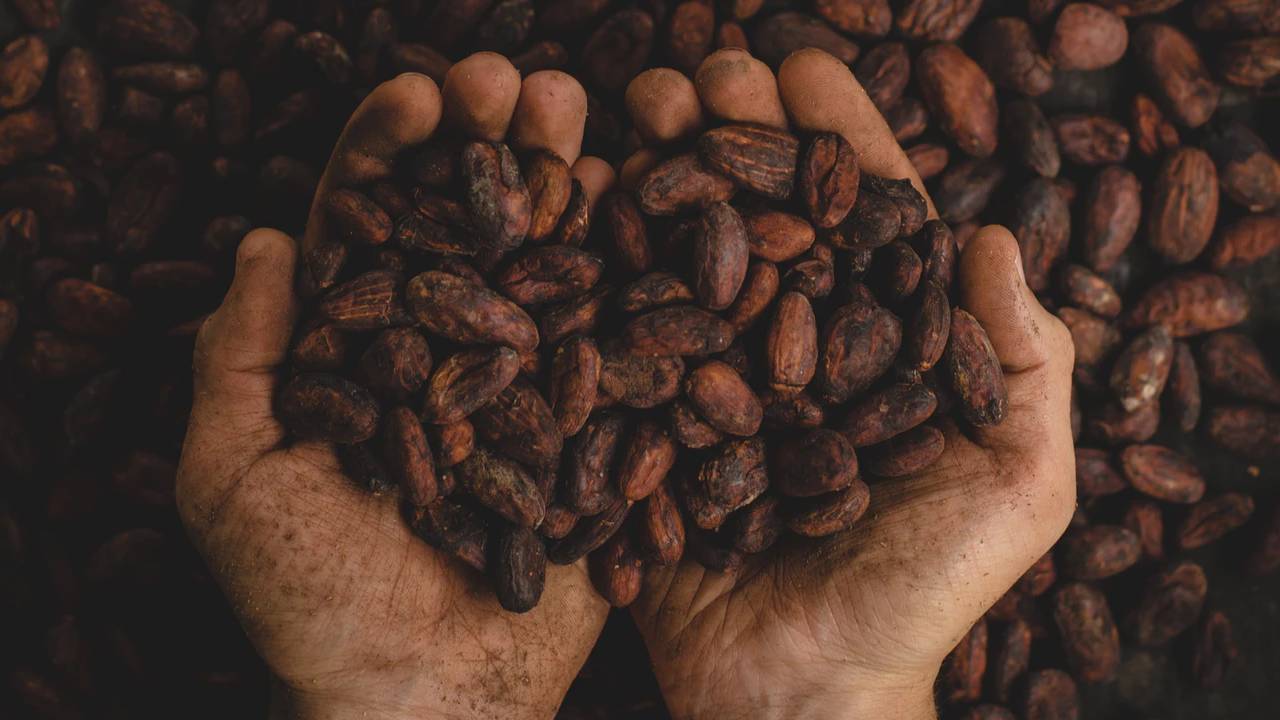 Çikolatanın ana maddesi olan ham kakaonun faydaları nelerdir?