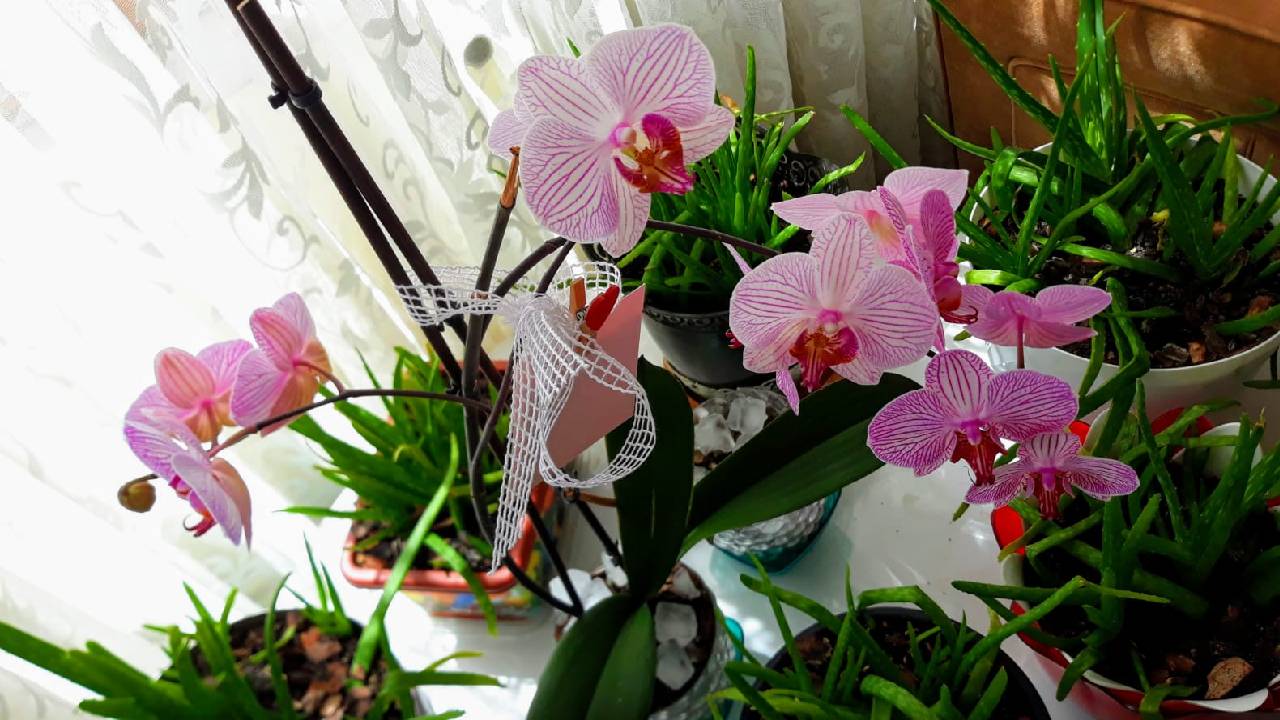 Orkide bakımı nasıl yapılır? Orkide bakımının püf noktaları nelerdir?