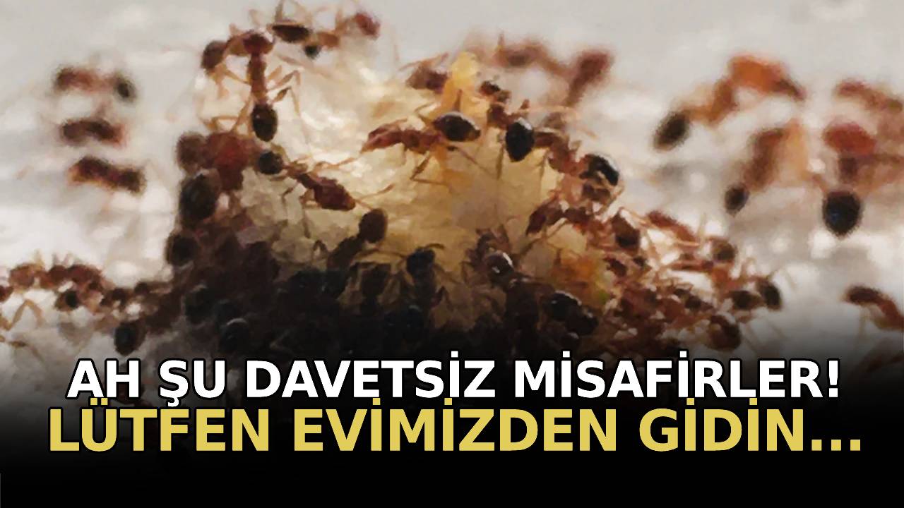Karıncalar evden nasıl uzaklaştırılır, doğal karıca kovucular ve karıncaların sevmediği besinler nelerdir?