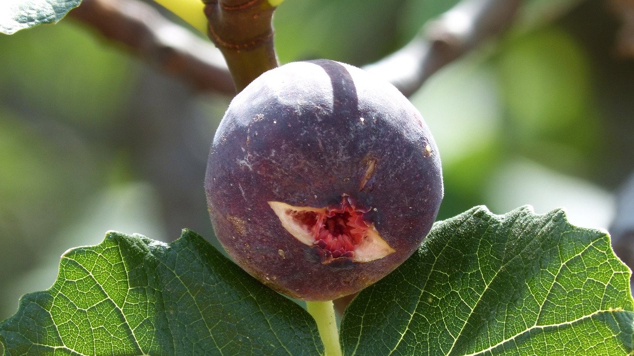 Binlerce yıldır görmezden gelinen incirin gerçek yüzü! İncirin aslında ne olduğunu açıklıyoruz