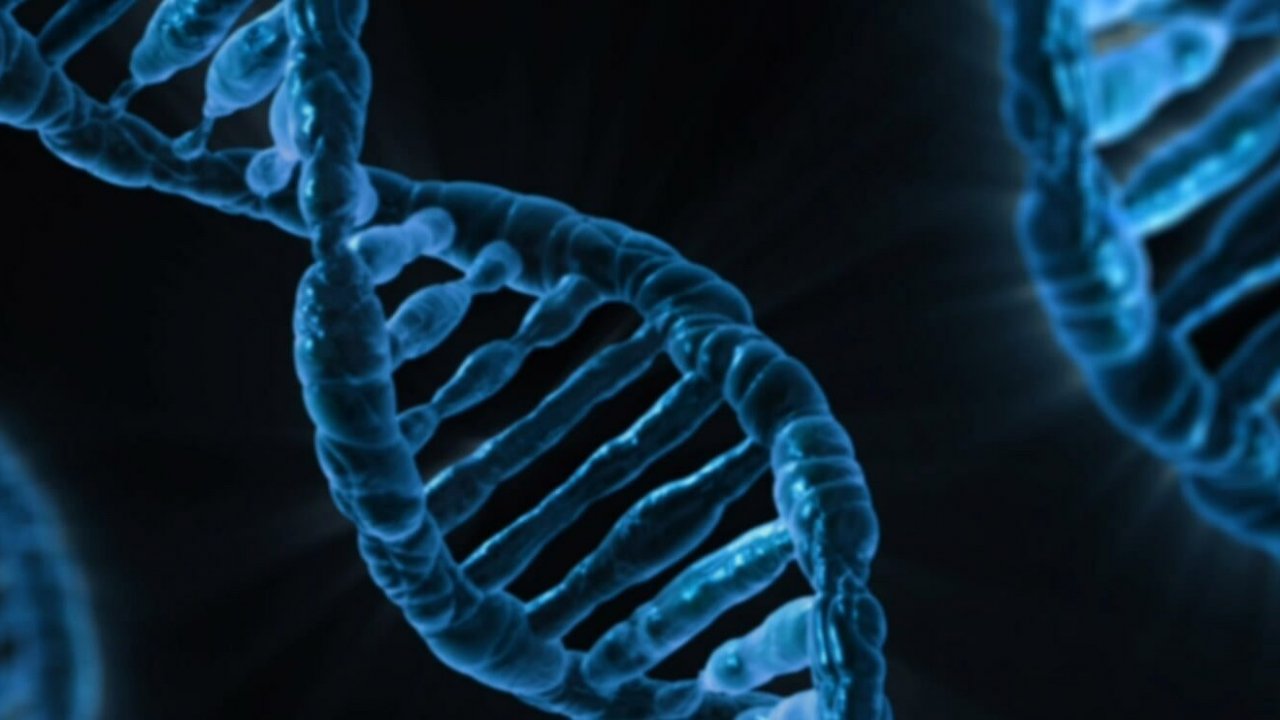 İnsan DNA'sının sıtmaya verdiği yanıt hayrete düşürüyor