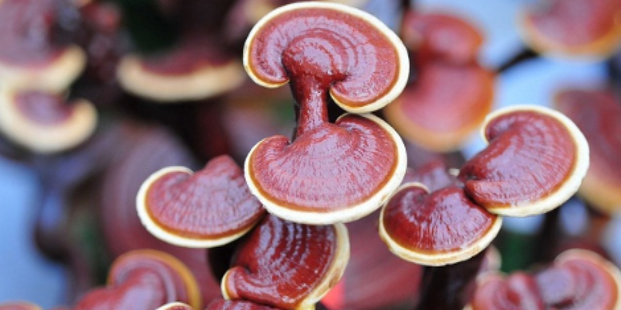 2000 Yıllık bir geçmişi bulunan Reishi Mantarı en faydalı mantar çıktı..