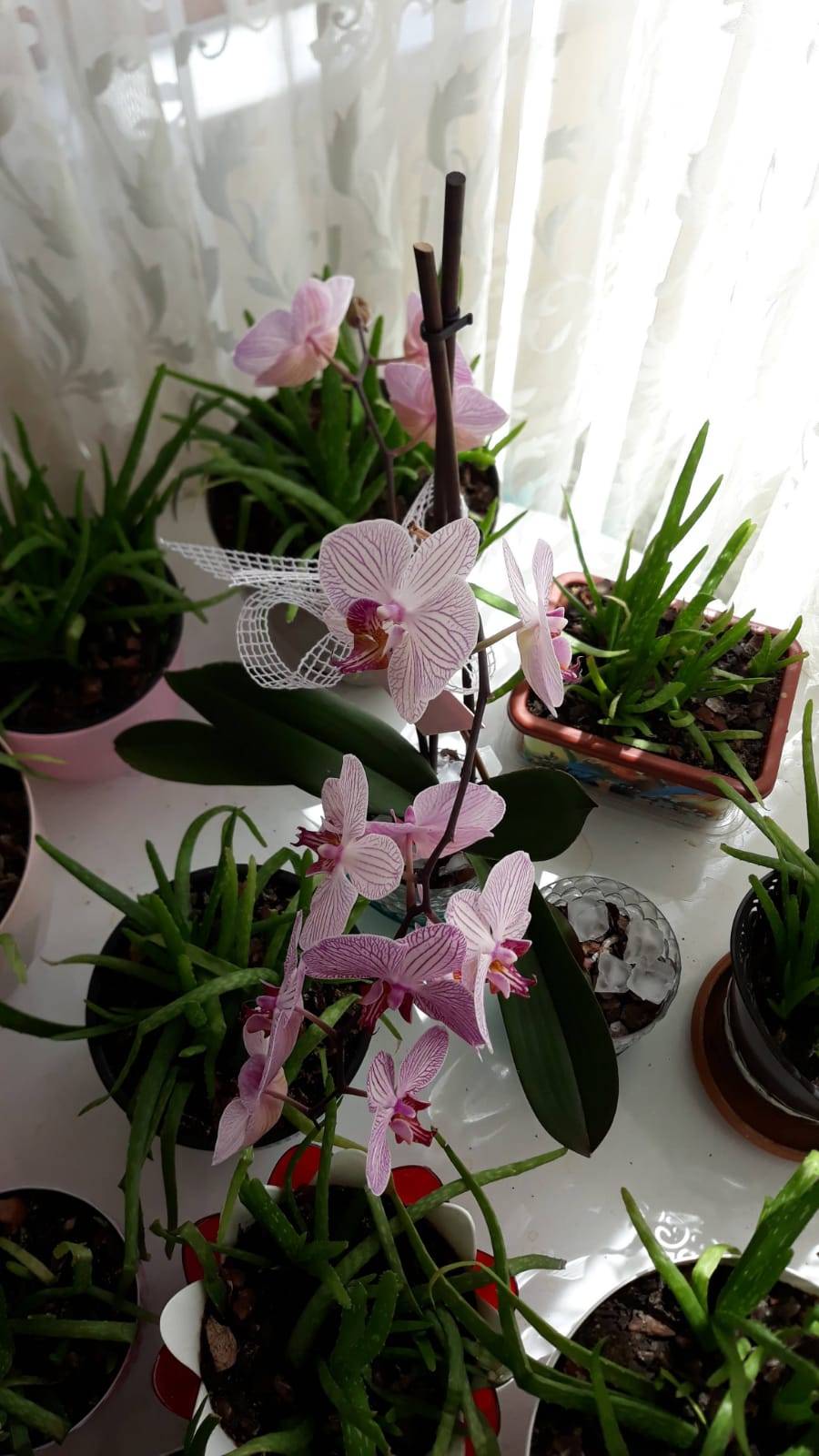 orkide-bakimi-buzla-3.jpg
