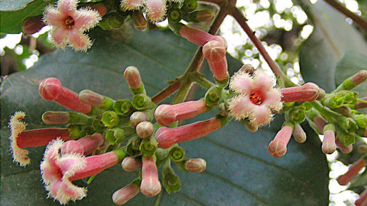 kınakına çiçekleri