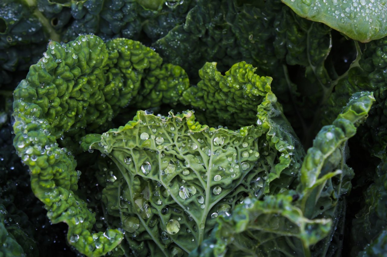 kale-bitkisi-005.jpg