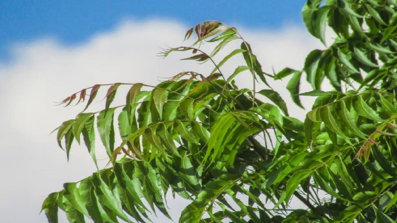 neem.jpg